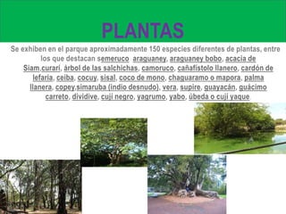 PLANTAS
Se exhiben en el parque aproximadamente 150 especies diferentes de plantas, entre
los que destacan semeruco araguaney, araguaney bobo, acacia de
Siam,curarí, árbol de las salchichas, camoruco, cañafístolo llanero, cardón de
lefaria, ceiba, cocuy, sisal, coco de mono, chaguaramo o mapora, palma
llanera, copey,simaruba (indio desnudo), vera, supire, guayacán, guácimo
carreto, dividive, cují negro, yagrumo, yabo, úbeda o cují yaque.
 