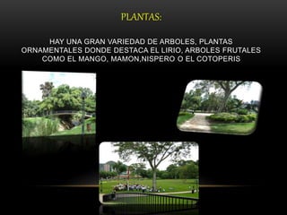 PLANTAS:
HAY UNA GRAN VARIEDAD DE ARBOLES, PLANTAS
ORNAMENTALES DONDE DESTACA EL LIRIO, ARBOLES FRUTALES
COMO EL MANGO, MAMON,NISPERO O EL COTOPERIS
 