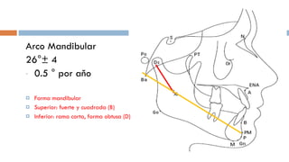 Arco Mandibular 26°± 4 0.5 ° por aňo Forma mandibular Superior: fuerte y cuadrada (B) Inferior: rama corta, forma obtusa (D) 