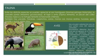 FAUNA 
Entre las distintas especies se pueden apreciar el oso hormiguero (Myrmecophaga tridactyla), la 
corzuela parda (Mazama gouazoubira), el tapir o anta (Tapirus terrestris), el pecari del collar 
(Tayassu tajacu) y la tortuga terrestre (Chelonoidis chilensis). 
También hay yacarés, ñandúes, carpinchos, zorros, monos cai, monos arañas, tucanes, gato 
montés y puma, entre otros. 
Hay una gran variedad de aves, las 
que suman unas 223 especies 
conocidas. 
Encontramos diferentes tipos de 
aves que se agrupan en 41 familias 
desde las primitivas "perdices 
sudamericanas" o inambúes como 
el guaipo, numerosos pájaros 
insectívoros como: furnaridos, 
tiranidos, troglodíticos , etc. hasta 
las notables urracas que han 
desarrollado un variado lenguaje 
de comunicación entre ellas. 
En el área del Parque las 170 
especies de aves presentan 
distintos regímenes alimenticios, 
que se los puede esquematizar, a 
grandes rasgos, en la figura. 
MARTINEZ-FANTIN-GODOY / UPC IV / 2014 
AVES 
