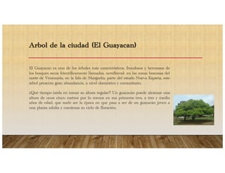 Arbol de la ciudad (El Guayacan)
El Guayacan es uno de los árboles más característicos, frondosos y hermosos de
los bosques secos (científicamente llamados, xerofiticos), en las zonas boscosas del
norte de Venezuela, en la Isla de Margarita, parte del estado Nueva Esparta, este
árbol presenta gran abundancia, a nivel doméstico y comunitario.
¿Qué tiempo tarda en tomar su altura regular? Un guayacán puede alcanzar una
altura de unos cinco metros por lo menos en sus primeros tres, a tres y medio
años de edad, que suele ser la época en que pasa a ser de un guayacán joven a
una planta adulta y comienza su ciclo de floración.
 