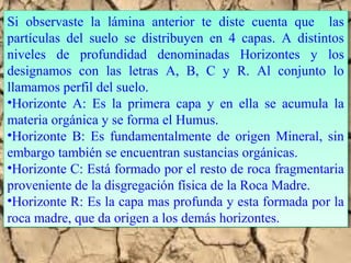 Si observaste la lámina anterior te diste cuenta que las
partículas del suelo se distribuyen en 4 capas. A distintos
niveles de profundidad denominadas Horizontes y los
designamos con las letras A, B, C y R. Al conjunto lo
llamamos perfil del suelo.
•Horizonte A: Es la primera capa y en ella se acumula la
materia orgánica y se forma el Humus.
•Horizonte B: Es fundamentalmente de origen Mineral, sin
embargo también se encuentran sustancias orgánicas.
•Horizonte C: Está formado por el resto de roca fragmentaria
proveniente de la disgregación física de la Roca Madre.
•Horizonte R: Es la capa mas profunda y esta formada por la
roca madre, que da origen a los demás horizontes.
Si observaste la lámina anterior te diste cuenta que las
partículas del suelo se distribuyen en 4 capas. A distintos
niveles de profundidad denominadas Horizontes y los
designamos con las letras A, B, C y R. Al conjunto lo
llamamos perfil del suelo.
•Horizonte A: Es la primera capa y en ella se acumula la
materia orgánica y se forma el Humus.
•Horizonte B: Es fundamentalmente de origen Mineral, sin
embargo también se encuentran sustancias orgánicas.
•Horizonte C: Está formado por el resto de roca fragmentaria
proveniente de la disgregación física de la Roca Madre.
•Horizonte R: Es la capa mas profunda y esta formada por la
roca madre, que da origen a los demás horizontes.
 
