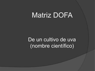 Matriz DOFA


De un cultivo de uva
 (nombre científico)
 