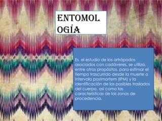 Entomol
ogía
Es el estudio de los artrópodos
asociados con cadáveres, se utiliza,
entre otros propósitos, para estimar el
tiempo trascurrido desde la muerte o
intervalo postmortem (IPM) y la
identificación de los posibles traslados
del cuerpo, así como las
características de las zonas de
procedencia.

 