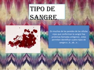 Tipo de
sangre
En muchas de las paredes de las células
rojas que conforman la sangre hay
proteínas llamadas antígenos , estas
permiten identificar cuatro tipos de
sangre a , b , ab , o .

 