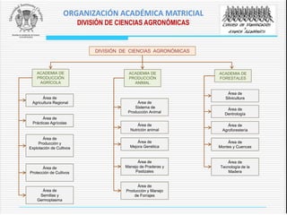 DIVISIÓN DE CIENCIAS AGRONÓMICAS
ACADEMIA DE
PRODUCCIÓN
AGRÍCOLA
Área de
Agricultura Regional
Área de
Producción y
Explotación de Cultivos
Área de
Prácticas Agrícolas
Área de
Protección de Cultivos
ACADEMIA DE
PRODUCCIÓN
ANIMAL
Área de
Sistema de
Producción Animal
Área de
Mejora Genética
Área de
Nutrición animal
Área de
Manejo de Praderas y
Pastizales
Área de
Producción y Manejo
de Forrajes
ACADEMIA DE
FORESTALES
Área de
Silvicultura
Área de
Montes y Cuencas
Área de
Agroforestería
Área de
Tecnología de la
Madera
Área de
Semillas y
Germoplasma
Área de
Dentrología
ORGANIZACIÓN ACADÉMICA MATRICIAL
DIVISIÓN DE CIENCIAS AGRONÓMICAS
 