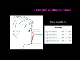Triángulo estético de Powell
Plano facial Gl-Po
 