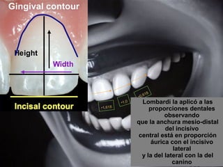 •1,618
•1,0
•0,618
Lombardi la aplicó a las
proporciones dentales
observando
que la anchura mesio-distal
del incisivo
central está en proporción
áurica con el incisivo
lateral
y la del lateral con la del
canino
 