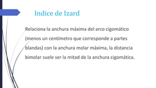 Indice de Izard
Relaciona la anchura máxima del arco cigomático
(menos un centímetro que corresponde a partes
blandas) con la anchura molar máxima, la distancia
bimolar suele ser la mitad de la anchura cigomática.
 