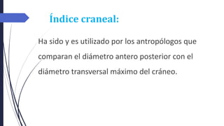 Índice craneal:
Ha sido y es utilizado por los antropólogos que
comparan el diámetro antero posterior con el
diámetro transversal máximo del cráneo.
 