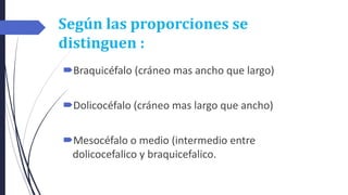 Según las proporciones se
distinguen :
Braquicéfalo (cráneo mas ancho que largo)
Dolicocéfalo (cráneo mas largo que ancho)
Mesocéfalo o medio (intermedio entre
dolicocefalico y braquicefalico.
 