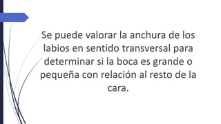 Se puede valorar la anchura de los
labios en sentido transversal para
determinar si la boca es grande o
pequeña con relación al resto de la
cara.
 