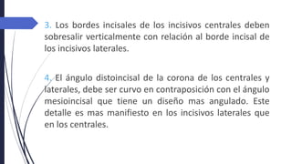 3. Los bordes incisales de los incisivos centrales deben
sobresalir verticalmente con relación al borde incisal de
los incisivos laterales.
4. El ángulo distoincisal de la corona de los centrales y
laterales, debe ser curvo en contraposición con el ángulo
mesioincisal que tiene un diseño mas angulado. Este
detalle es mas manifiesto en los incisivos laterales que
en los centrales.
 