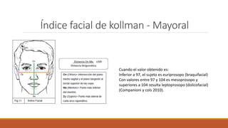 Índice facial de kollman - Mayoral
Cuando el valor obtenido es:
Inferior a 97, el sujeto es euriprosopo (braquifacial)
Con valores entre 97 y 104 es mesoprosopo y
superiores a 104 resulta leptoprosopo (dolicofacial)
(Companioni y cols 2010).
 
