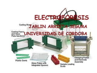 ELECTROFORESIS JARLIN ARRIETA SEGURA UNIVERSIDAD DE CORDOBA 