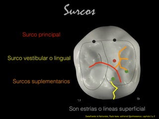 Surcos
Surco principal
Surco vestibular o lingual
Surcos suplementarios
Son estrías o lineas superﬁcial
Desafiando la Naturales, Paulo kano; editorial Quintessence; capitulo 1 y 2
 