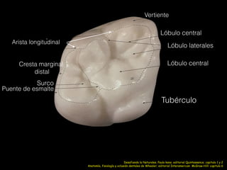 Vertiente
Lóbulo central
Lóbulo laterales
Lóbulo central
Tubérculo
Puente de esmalte
Surco
Cresta marginal
distal
Arista longitudinal
Anatomía, fisiología y oclusión dentales de Wheeler; editorial Interamerican McGraw-Hill: capitulo 6
Desafiando la Naturales, Paulo kano; editorial Quintessence; capitulo 1 y 2
 
