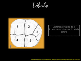 Lóbulo
Sectores primarios de la
formación en el desarrollo de la
corona
Anatomía, fisiología y oclusión dentales de Wheeler; editorial Interamerican McGraw-Hill: capitulo 6
 
