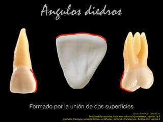 Angulos diedros
Formado por la unión de dos superﬁcies
Anatomía, fisiología y oclusión dentales de Wheeler; editorial Interamerican McGraw-Hill: capitulo 6
Photo: BoneBox - Dental Lite
Desafiando la Naturales, Paulo kano; editorial Quintessence; capitulo 1 y 2
 