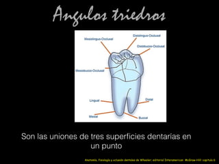 Angulos triedros
Son las uniones de tres superﬁcies dentarías en
un punto
Anatomía, fisiología y oclusión dentales de Wheeler; editorial Interamerican McGraw-Hill: capitulo 6
 