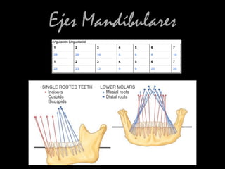 Ejes Mandíbulares
 