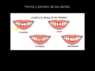 Forma y tamaño de los dental.
 