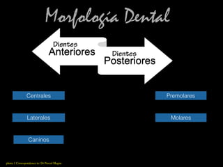 photo 1 Correspondence to: Dr Pascal Magne 
Morfología Dental
Centrales
Laterales
Caninos
Posteriores
Premolares
Molares
Anteriores
Posteriores
Dientes
Dientes
 