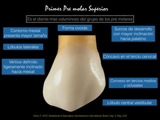 Kano, P., 2012, Desaﬁando la Naturaleza. Quintessence Ltda editorial, Brasil. Cap. 2, Pag. 3-24
Primer Pre molar Superior
Es el diente mas voluminoso del grupo de los pre molares
Forma ovoide
Vértice deﬁnido
ligeramente inclinado
hacia mesial
Contorno mesial
presenta mayor tamaño
Cóncavo en el tercio cervical
Convexo en tercios medios
y oclusales
Lóbulo central vestibular
Lóbulos laterales
Surcos de desarrollo
con mayor inclinación
hacia palatino
 