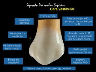 Segundo Pre molar Superior
Cara vestibular
Forma ovoide
Lóbulo centra
vestibular
Lóbulos
laterales M/D
Surcos de
desarrollo
Vértice que coincide con el eje dentario
Vértice inclinado
hacia mesial
Superﬁcie
convexa
Perﬁl mesial:
ligeramente cóncavo
Area de contacto M:
curvatura representada
por curvatura ancha
Area de contacto D:
curvatura mas ancha que
la M
 