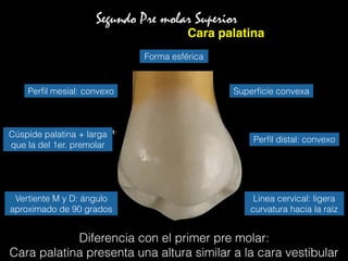 Segundo Pre molar Superior
Cara palatina
Diferencia con el primer pre molar:
Cara palatina presenta una altura similar a la cara vestibular
Forma esférica
Superﬁcie convexaPerﬁl mesial: convexo
Perﬁl distal: convexo
Vertiente M y D: ángulo
aproximado de 90 grados
Cúspide palatina + larga
que la del 1er. premolar
Linea cervical: ligera
curvatura hacia la raíz
 