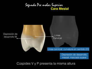 Segundo Pre molar Superior
Cara Mesial
Cúspides V y P presenta la misma altura
Depresión de
desarrollo M
Linea
Cervical
Linea cervical: curvatura en sentido (O)
Depresión de desarrollo
mesial: marcado suave
 