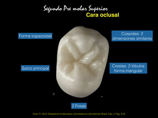 Kano, P., 2012, Desaﬁando la Naturaleza. Quintessence Ltda editorial, Brasil. Cap. 2, Pag. 3-24
Segundo Pre molar Superior
Cara oclusal
Forma trapezoidal
Cúspides: 2
dimensiones similares
Surco principal
2 Fosas
Crestas: 2 lóbulos
forma triangular
 