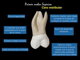 Primer molar Superior
Cara vestibular
Surco de desarrollo
vestibular
Forma trapezoidal
Tiene su mayor
prominencia en el tercio
mesial, por lo que la
misma esta orientada
oblicuamente hacia distal
2 cúspides que están
separadas por el paso
de un surco
Linea cervical leve inclinada
Contorno mesial: recto hasta
curvarse en el área de
contacto en sentido oclusal
Contorno distal convexo
 