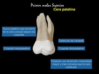 Primer molar Superior
Cara palatina
Tubérculo de carabelli
Surco palatino que proviene
de la cara oclusal separa las
cúspides
Cúspide distopalatina
•  Presenta una dimensión
mesiodistal mayor y mas
convexa que la cara vestibular.
•  surco palatino: que proviene
de la cara oclusal separa las
cúspides.
•  Tubérculo de Carabelli:
cúspide Mesopalatina
Presenta una dimensión mesiodistal
mayor y mas convexa que la cara
vestibular
Cúspide mesopalatina
 