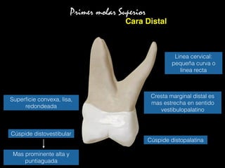 Primer molar Superior
Cara Distal
Cúspide distopalatina
Cúspide distovestibular
Superﬁcie convexa, lisa,
redondeada
Mas prominente alta y
puntiaguada
Cresta marginal distal es
mas estrecha en sentido
vestibulopalatino
Linea cervical:
pequeña curva o
linea recta
 