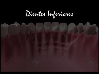 Dientes Inferiores
 