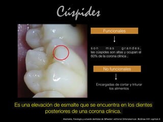 Cúspides
Funcionales
Anatomía, fisiología y oclusión dentales de Wheeler; editorial Interamerican McGraw-Hill: capitulo 6
Es una elevación de esmalte que se encuentra en los dientes
posteriores de una corona clínica.
No funcionales
s o n m a s g r a n d e s ,
las cúspides son altas y ocupan el
60% de la corona clínica .
Encargadas de cortar y triturar
los alimentos
 