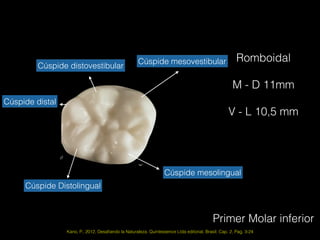 Primer Molar inferior
Kano, P., 2012, Desaﬁando la Naturaleza. Quintessence Ltda editorial, Brasil. Cap. 2, Pag. 3-24
Romboidal
M - D 11mm
V - L 10,5 mm
Cúspide mesovestibular
Cúspide distovestibular
Cúspide distal
Cúspide mesolingual
Cúspide Distolingual
 