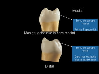 Mesial
Distal
Surco de escape
mesial
Forma Trapezoidal
Mas estrecha que la cara mesial
Surco de escape
distal
Cara mas estrecha
que la cara mesial
 