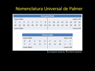 Nomenclatura Universal de Palmer
L es Superior Izquierdo, Γes Inferior Izquierdo
 