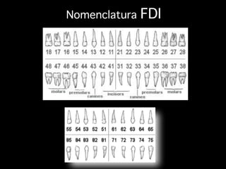 Nomenclatura FDI
 