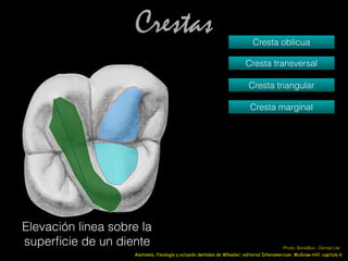 Crestas
Elevación linea sobre la
superﬁcie de un diente
Cresta oblicua
Cresta transversal
Cresta triangular
Cresta marginal
Anatomía, fisiología y oclusión dentales de Wheeler; editorial Interamerican McGraw-Hill: capitulo 6
Photo: BoneBox - Dental Lite
 