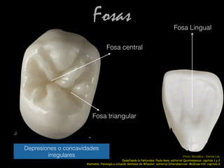 Fosas
Fosa triangular
Fosa central
Fosa Lingual
Depresiones o concavidades
irregulares
Anatomía, fisiología y oclusión dentales de Wheeler; editorial Interamerican McGraw-Hill: capitulo 6
Photo: BoneBox - Dental Lite
Desafiando la Naturales, Paulo kano; editorial Quintessence; capitulo 1 y 2
 