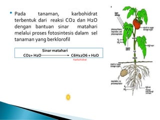 • Pada tanaman, karbohidrat
terbentuk dari reaksi CO2 dan H2O
dengan bantuan sinar matahari
melalui proses fotosintesis dalam sel
tanaman yang berklorofil
Karbohidrat
Sinar matahari
CO2+ H2O C6H12O6 + H2O
 