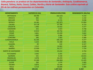 Caña panelera: se produce en los departamentos de Santander, Antioquia, Cundinamarca,
Boyacá, Tolima, Huila, Cauca, Caldas, Nariño y Norte de Santander. Este cultivo equivale al
9% de los cultivos permanentes en Colombia.

    DEPARTAMENTO            SUPERFICIE (HA)        PRODUCCION (TON)       RENDIMIENTO (KG/HA)
      ANTIOQUIA                   38.396                  162.524                    4.233
        ARAUCA                       465                      531                    1.142
        BOLIVAR                      743                    6.715                    9.038
        BOYACA                    14.381                  187.875                   13.064
        CALDAS                    10.118                   47.786                    4.723
       CAQUETA                     1.940                   10.432                    5.377
       CASANARE                      215                    1.023                    4.758
         CAUCA                    12.812                   69.756                    5.445
         CESAR                     3.841                   22.439                    5.842
         CHOCO                     1.882                    3.386                    1.799
       CORDOBA                       296                    1.003                    3.389
    CUNDINAMARCA                  42.305                  185.150                    4.377
         HUILA                     5.233                   42.308                    8.085
        GUAJIRA                       49                      310                    6.327
          META                     2.212                   14.662                    6.628
        NARIÑO                    12.030                   93.277                    7.754
  NORTE DE SANTANDER               9.598                   45.632                    4.754
      PUTUMAYO                     2.042                    5.455                    2.671
        QUINDIO                      531                    5.318                   10.015
      RISARALDA                    3.978                   26.259                    6.601
      SANTANDER                   15.269                  204.983                   13.425
         SUCRE                       290                    1.474                    5.083
        TOLIMA                     8.876                   52.166                    5.877
          VALLE                    6.719                   36.849                    5.484
         TOTAL                 194.221                 1.227.313                 6.319
 
