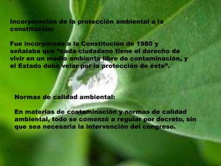 Normas de calidad ambiental:
En materias de contaminación y normas de calidad
ambiental, todo se comenzó a regular por decreto, sin
que sea necesaria la intervención del congreso.
Incorporación de la protección ambiental a la
constitución:
Fue incorporada a la Constitución de 1980 y
señalaba que “cada ciudadano tiene el derecho de
vivir en un medio ambiente libre de contaminación, y
el Estado debe velar por la protección de éste”.
 