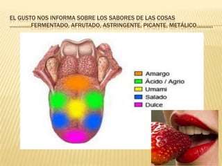 EL GUSTO NOS INFORMA SOBRE LOS SABORES DE LAS COSAS
…………..FERMENTADO, AFRUTADO, ASTRINGENTE, PICANTE, METÁLICO,,,,,,,,,,,
 