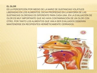 EL OLOR
ES LA PERCEPCIÓN POR MEDIO DE LA NARIZ DE SUSTANCIAS VOLÁTILES
LIBERADAS EN LOS ALIMENTOS; DICHA PROPIEDAD EN LA MAYORÍA DE LAS
SUSTANCIAS OLOROSAS ES DIFERENTE PARA CADA UNA. EN LA EVALUACIÓN DE
OLOR ES MUY IMPORTANTE QUE NO HAYA CONTAMINACIÓN DE UN OLOR CON
OTRO, POR TANTO LOS ALIMENTOS QUE VAN A SER EVALUADOS DEBERÁN
MANTENERSE EN RECIPIENTES HERMÉTICAMENTE CERRADOS.
 