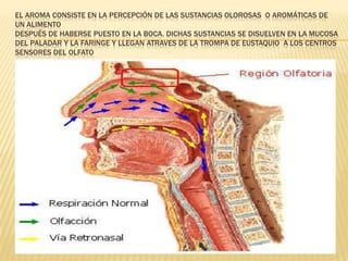 EL AROMA CONSISTE EN LA PERCEPCIÓN DE LAS SUSTANCIAS OLOROSAS O AROMÁTICAS DE
UN ALIMENTO
DESPUÉS DE HABERSE PUESTO EN LA BOCA. DICHAS SUSTANCIAS SE DISUELVEN EN LA MUCOSA
DEL PALADAR Y LA FARINGE Y LLEGAN ATRAVES DE LA TROMPA DE EUSTAQUIO A LOS CENTROS
SENSORES DEL OLFATO
 