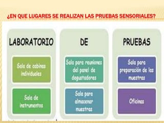 ¿EN QUE LUGARES SE REALIZAN LAS PRUEBAS SENSORIALES?
 
